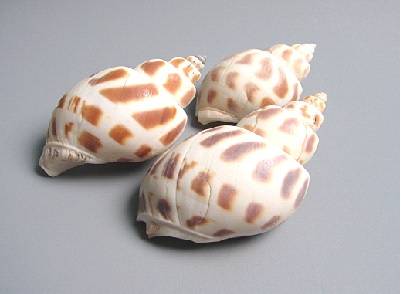 东风螺（中药）