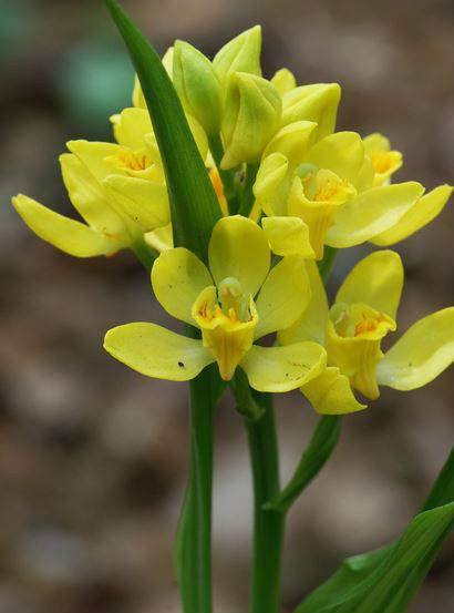 金兰（兰科头蕊兰属植物）