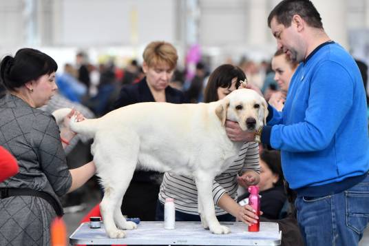 犬展（起源于英国的活动）