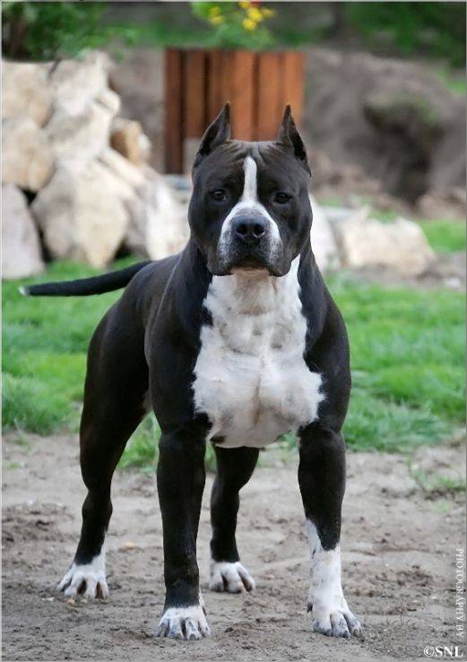 大型美国斯塔福梗