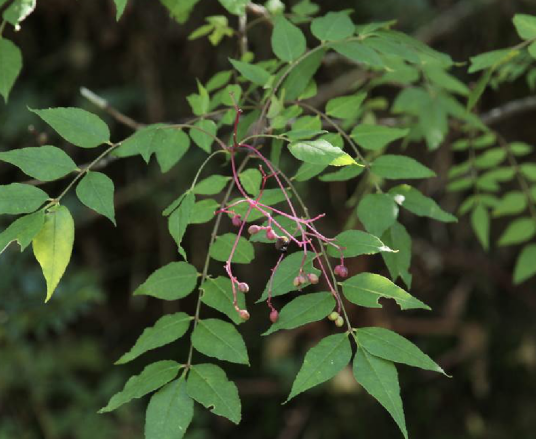 苦木（苦木科苦木属植物）