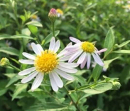 马兰（菊科紫菀属植物）