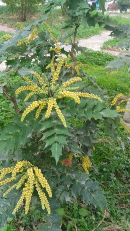 十大功劳（中药）