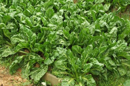 莙荙菜（中药）