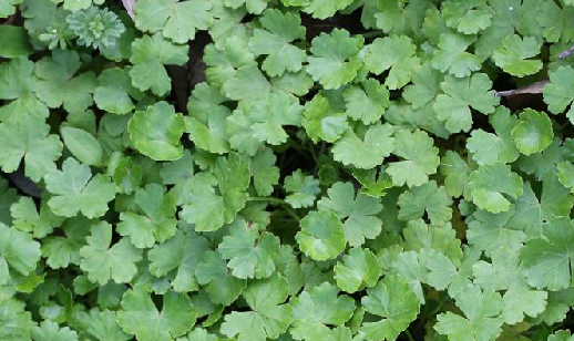 天胡荽（中药）