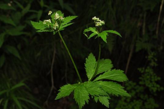变豆菜（伞形科变豆菜属植物）