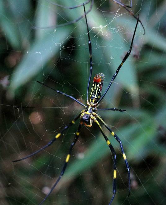 鬼脸蜘蛛（蛛形纲动物）