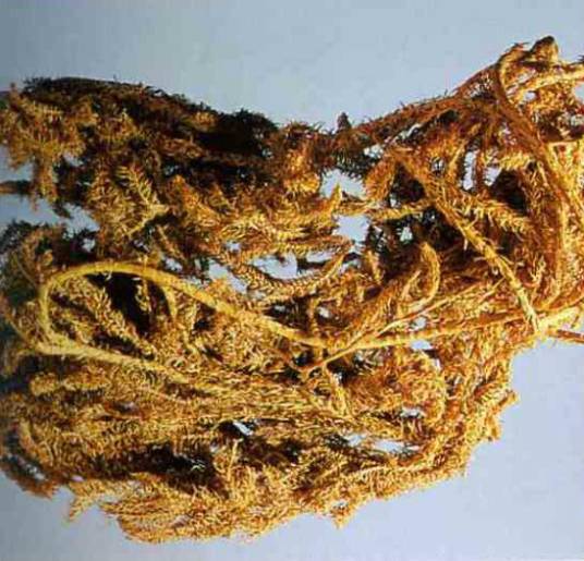 伸筋草（中药）