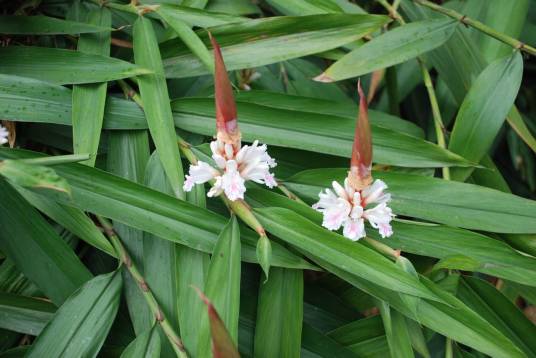 益智（姜科山姜属植物）