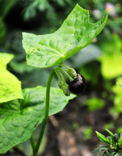 包袱七（中药材）