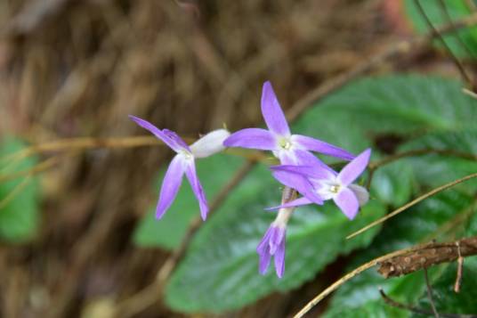 长瓣马铃苣苔（苦苣苔科马铃苣苔属植物）
