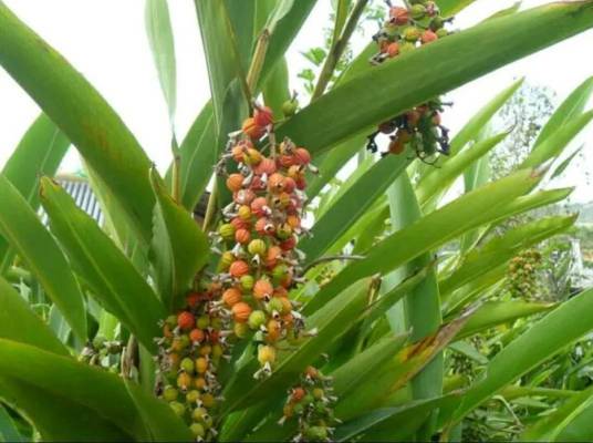 砂仁（姜科豆蔻属植物）