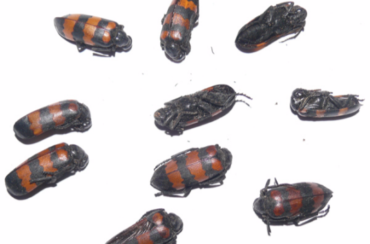 孔雀胆（中药名）