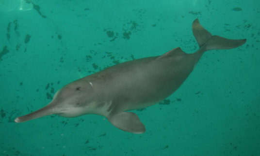 河豚（适应淡水生境的鲸类动物）