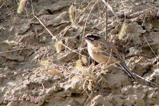 鹀（鹀科鸟类的统称）