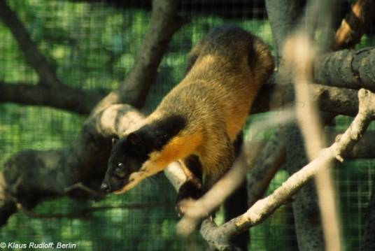 黄喉貂指名亚种