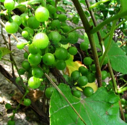 葛藟葡萄