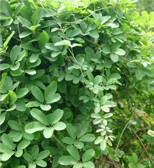 木通（木通科木通属植物）