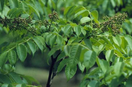 黄檗（草药（黄柏））