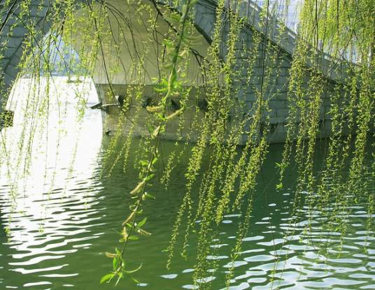 西柳（杨柳科柳属植物）