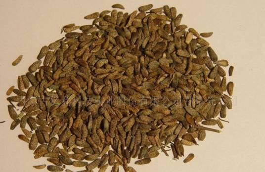 牛蒡子（中药）