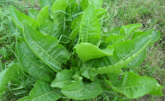 辣根（中药材）