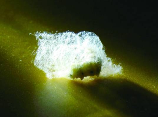 春蚕到死丝方尽（诗句解释）