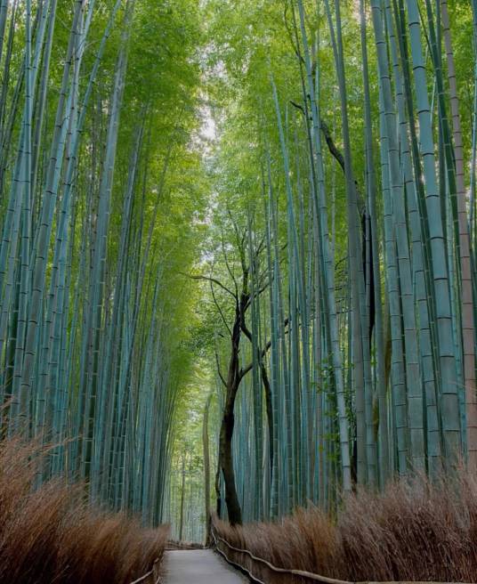 竹林（词语释义）