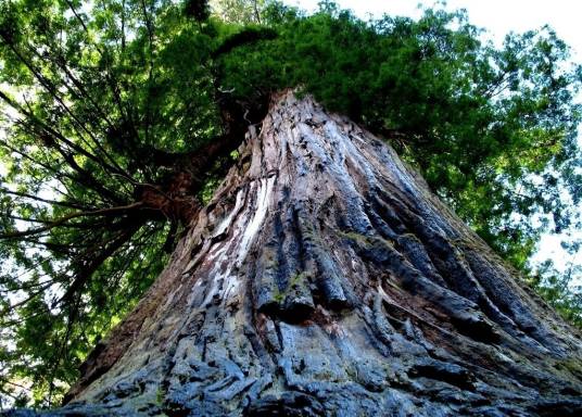 巨杉（柏科巨杉属植物）