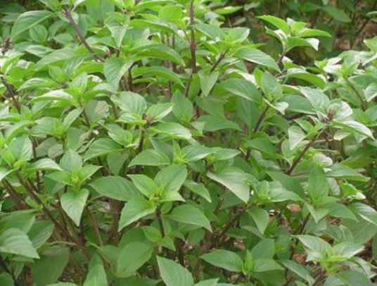 罗勒（唇形科罗勒属植物）