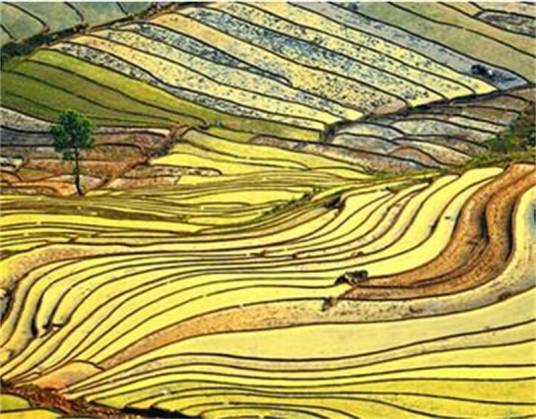 绿色革命（一种国际农业技术推广）