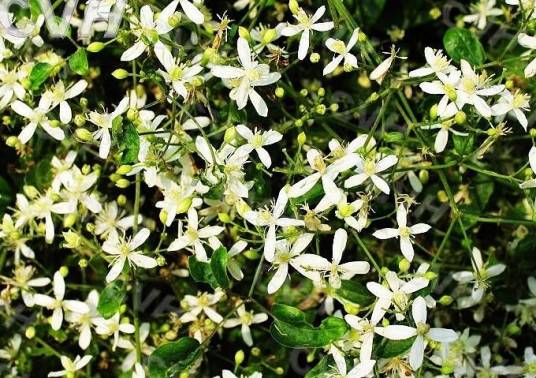 威灵仙（毛茛科铁线莲属植物）