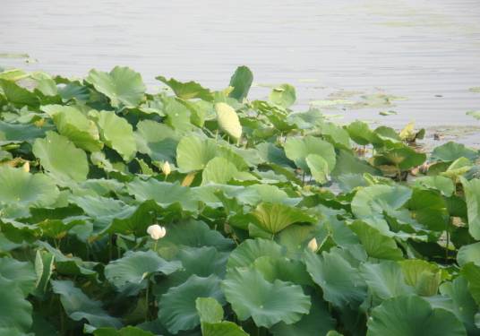 荷塘（名词荷塘）