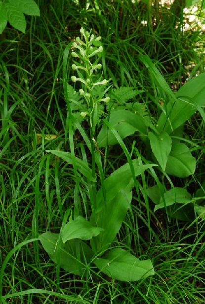 观音竹（中药）