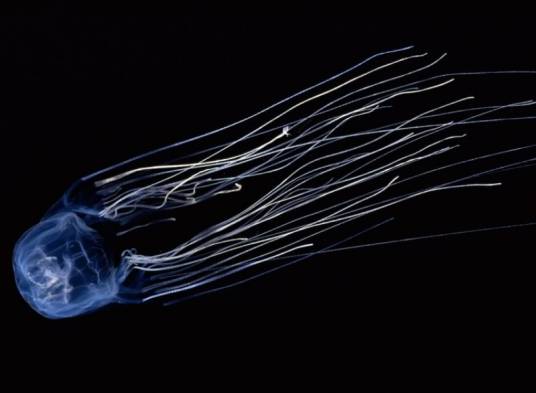 澳大利亚箱形水母