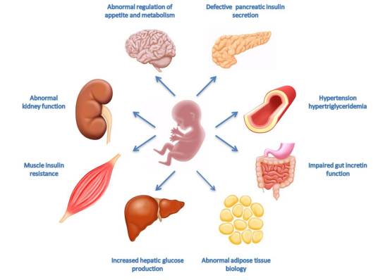 器官（生物学名词）