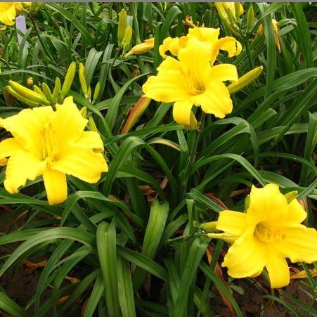 金娃娃（单子叶植物纲植物）