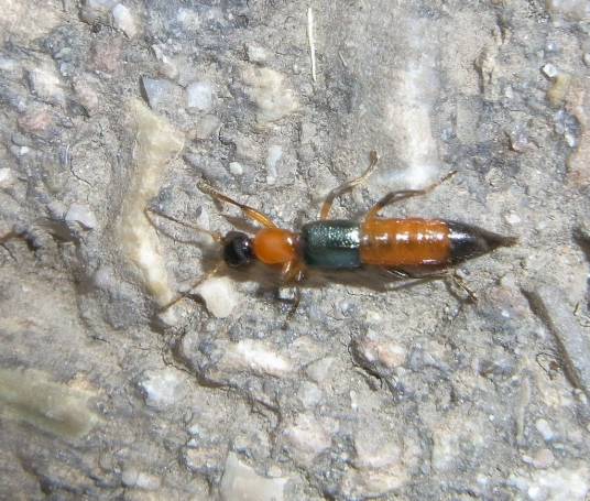 隐翅虫(鞘翅目隐翅虫科甲虫的通称)