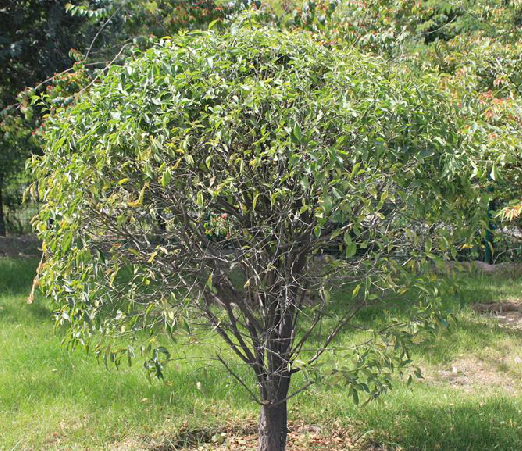 丝棉木（中药）