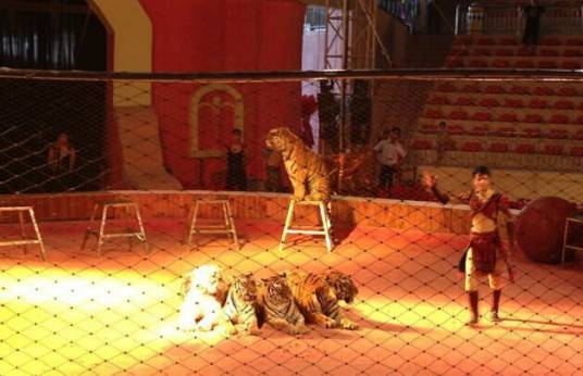 10·31重庆永川老虎咬死女孩事件