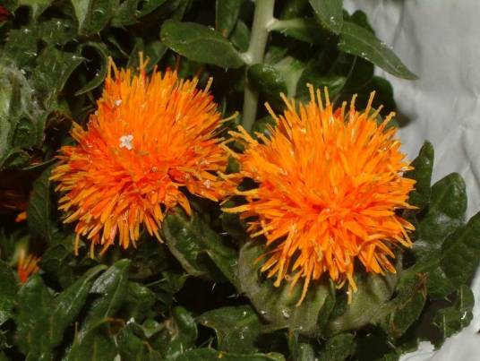 红花（菊科红花属植物）