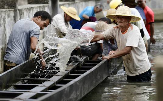 端午节（黄圃赛龙舟习俗）