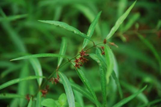 白前（夹竹桃科白前属植物）