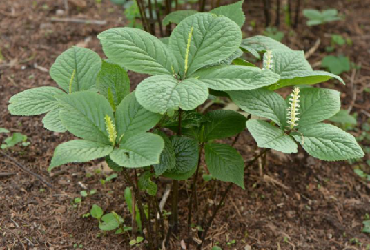 水晶花（中药）