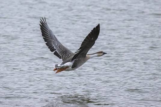 鸿雁（雁形目鸭科雁属的一种鸟类）