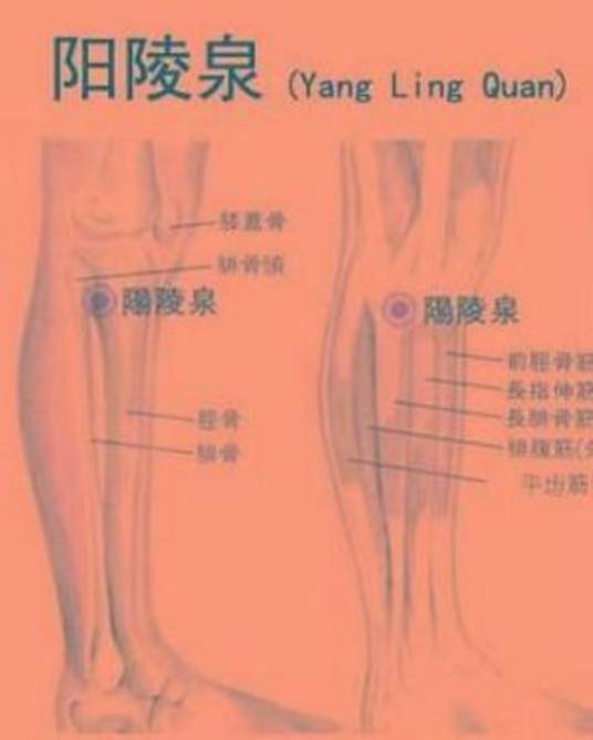 阳陵泉