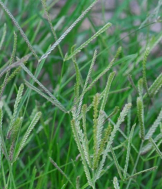 牛筋草（中药）