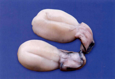 乌鱼蛋（中药）