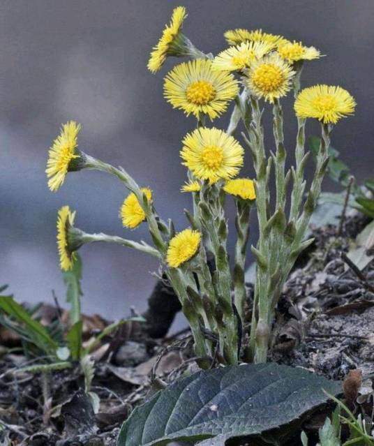 款冬（菊科款冬属植物）