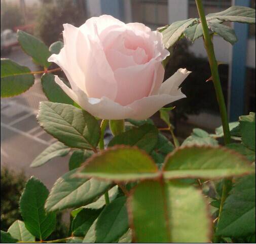 美咲（蔷薇科植物）